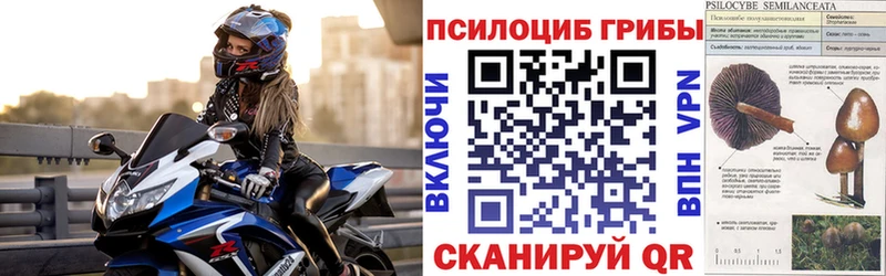 наркотики  Бердск  Галлюциногенные грибы Psilocybine cubensis 